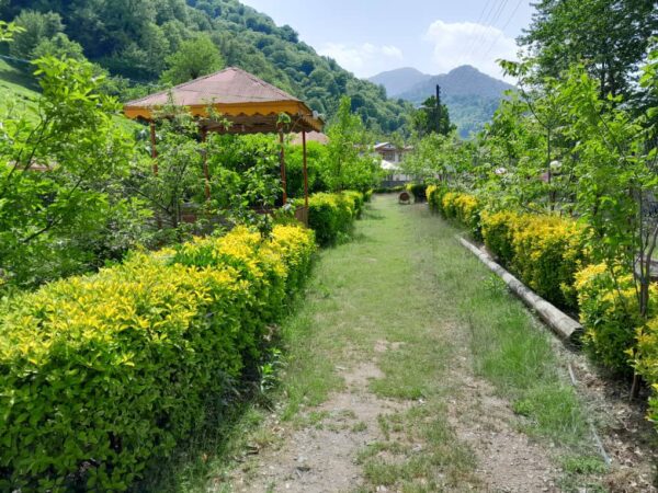 باغ چایی شفت کد7458